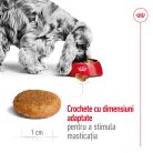 Royal Canin Medium Adult Hrană uscată pentru câini 12 kg