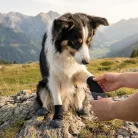 Dogs Creek Goooeez Boots Protecție pentru lăbuțe XS