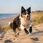 Dogs Creek Goooeez Boots Protecție pentru lăbuțe XS