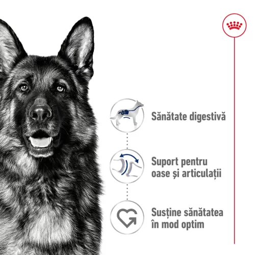 Royal Canin Maxi Adult Hrană uscată pentru câini 3 kg