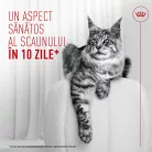 Royal Canin Digestive Care Airlift Hrană umedă pentru pisici 85 g