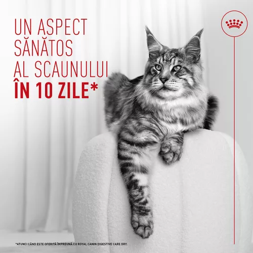 Royal Canin Digestive Care Airlift Hrană umedă pentru pisici 85 g