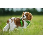 Zgărzi, hamuri, lese