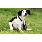 Protecție împotriva paraziților