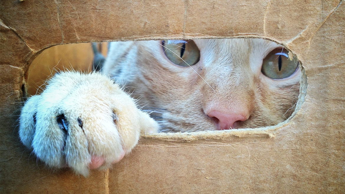 De ce se ascund pisicile în cutii?