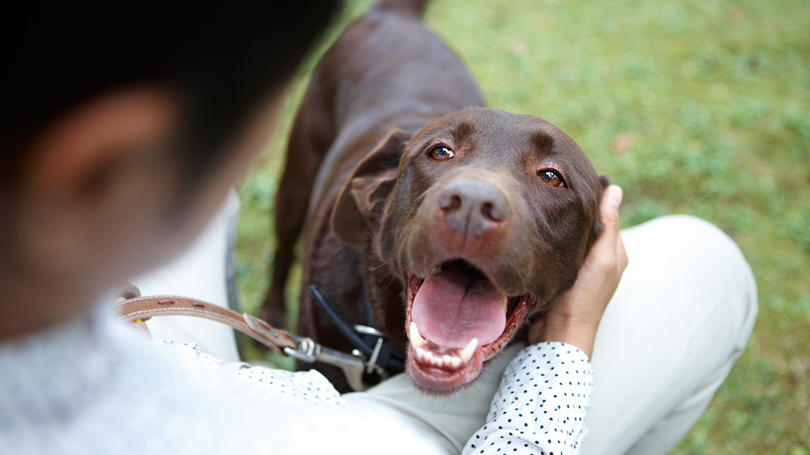 5 rase de câini adaptabili