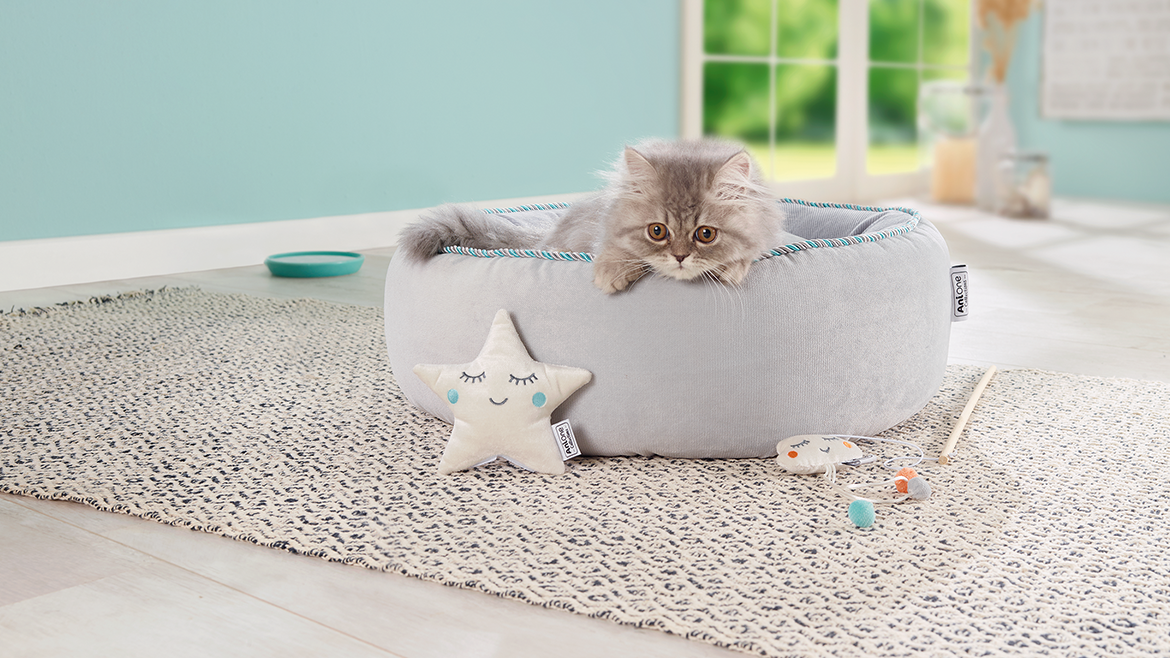 Ce trebuie să știi atunci când îți lași pisica singură acasă