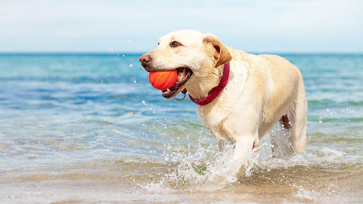 Bălăceală cu animăluțul tău!