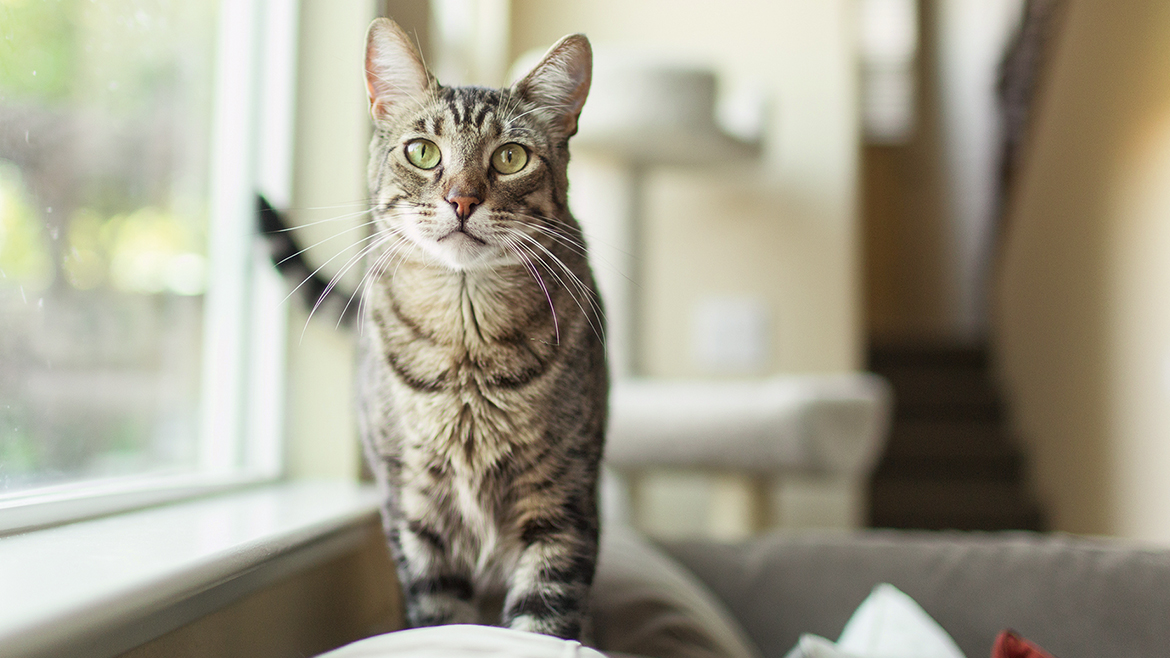 Cum să avem grijă de pisicile senioare?