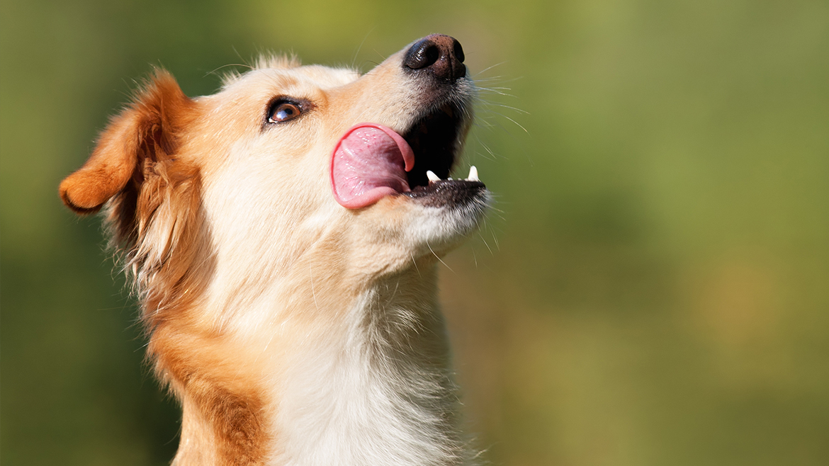 Hidratarea câinilor pe timp de caniculă