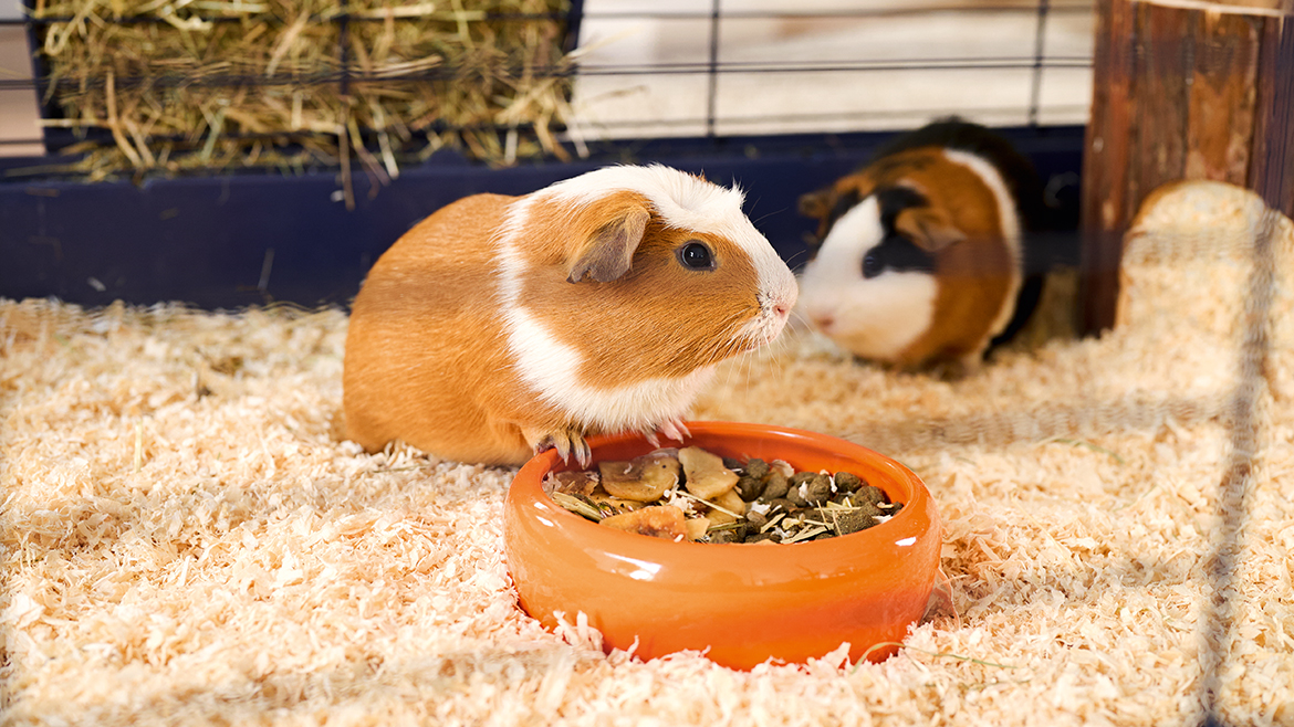 Îngrijirea unei rozătoare pe timpul iernii