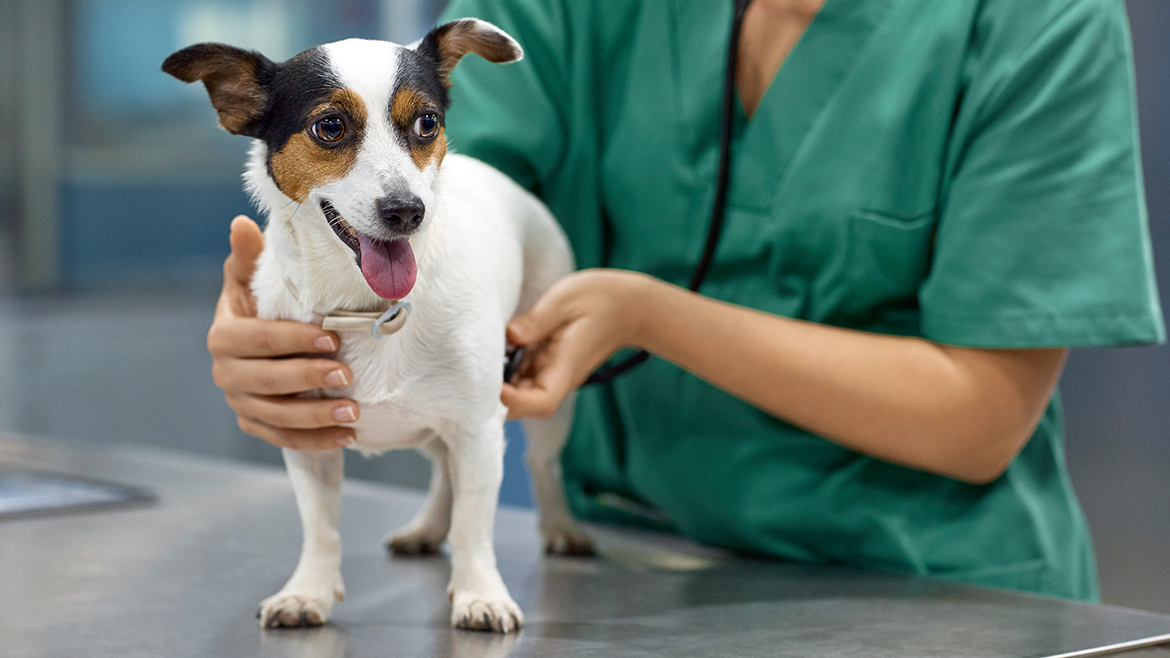 Cum să recunoști problemele digestive la câinele tău?