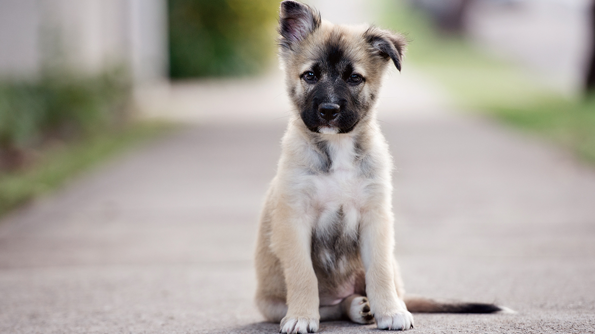 Pregătirea pentru școala de câini: 5 sfaturi pentru un început fără probleme!