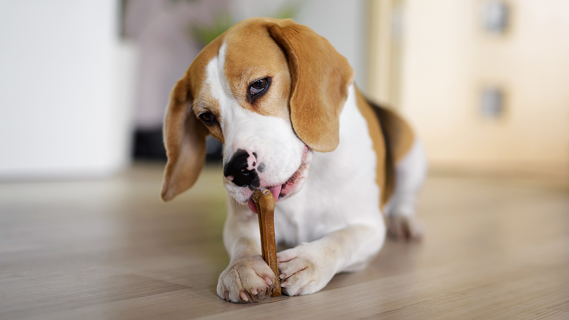 Ghidul gustărilor - cu ce să-ți răsplătești prietenul blănos?