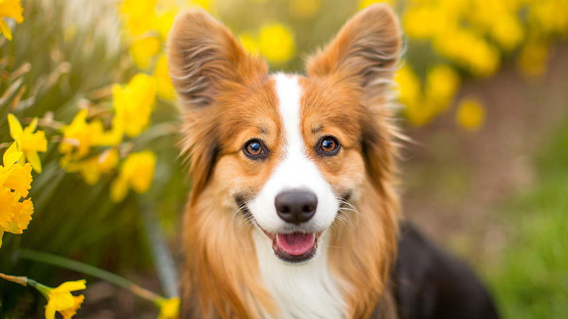 Activități distractive de primăvară împreună cu cățelul tău