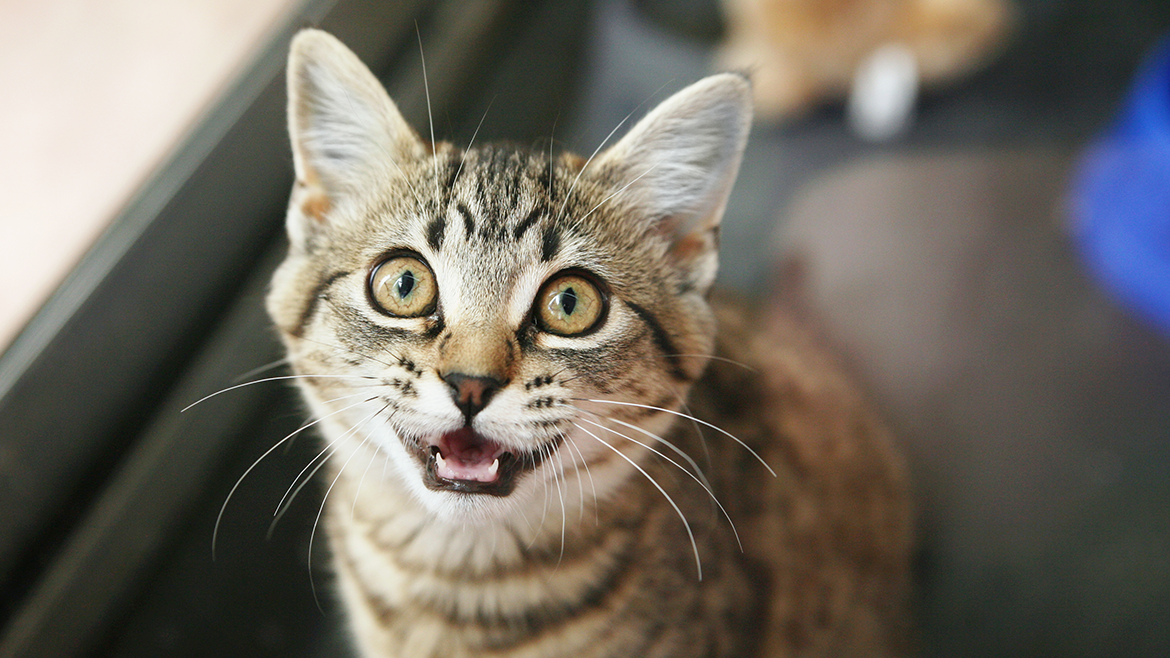 Ajutor !  Pisica mea sare pe tejghea!