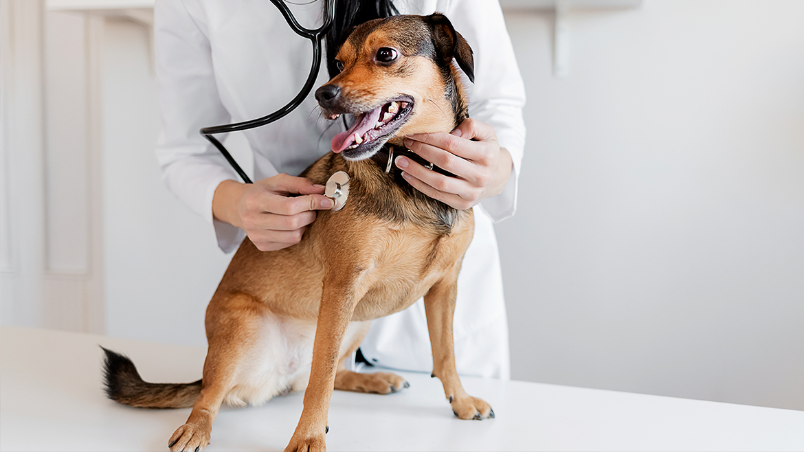 Cum să te pregătești pentru prima vizită a câinelui tău la veterinar?