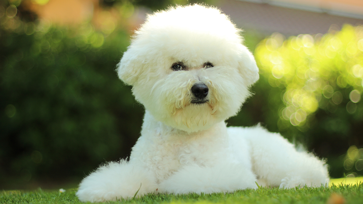 Când este necesară tunderea blănii?