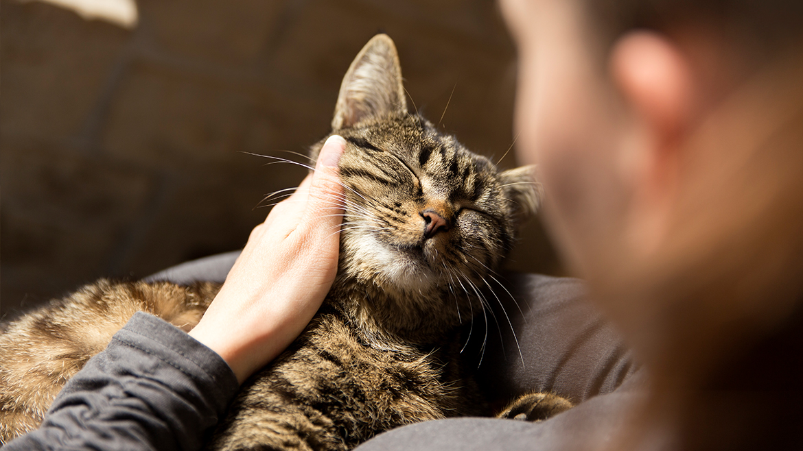 Cum poți îmbunătăți starea de bine a pisicii tale?