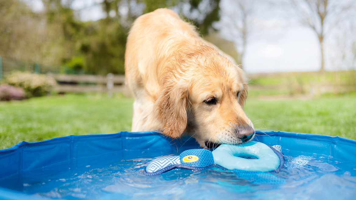 Soluții răcoritoare pentru câinele tău în zilele fierbinți de vară