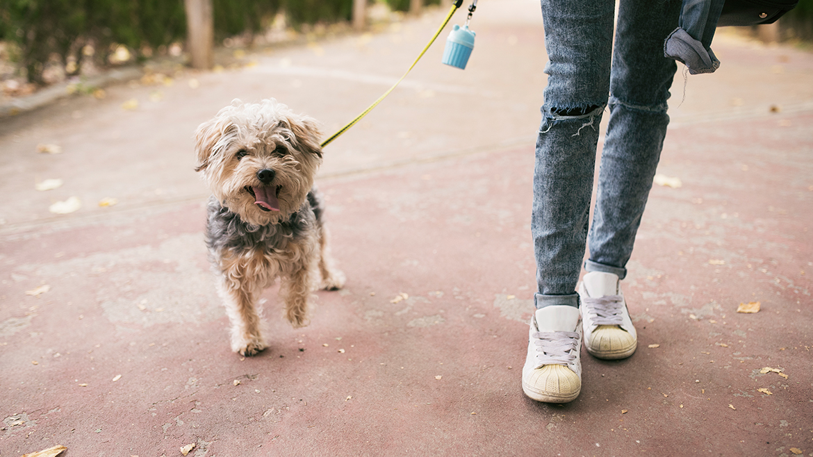 Hai la aer liber! – cum îți înveți câinele să meargă în lesă
