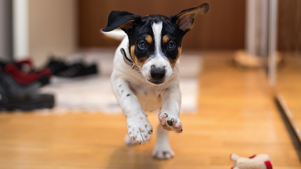 Jocuri distractive pentru serile de iarnă alături de câinele tău