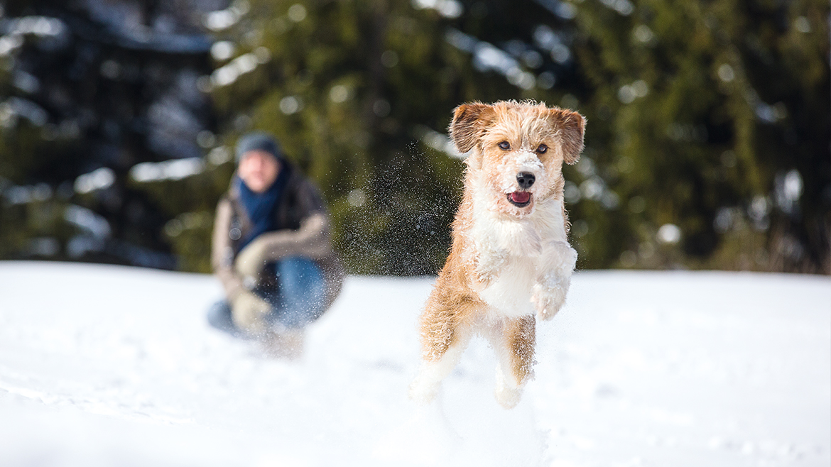 Jocuri active de iarnă pentru câini: Cum să-ți menții animăluțul în formă pe timp de frig?