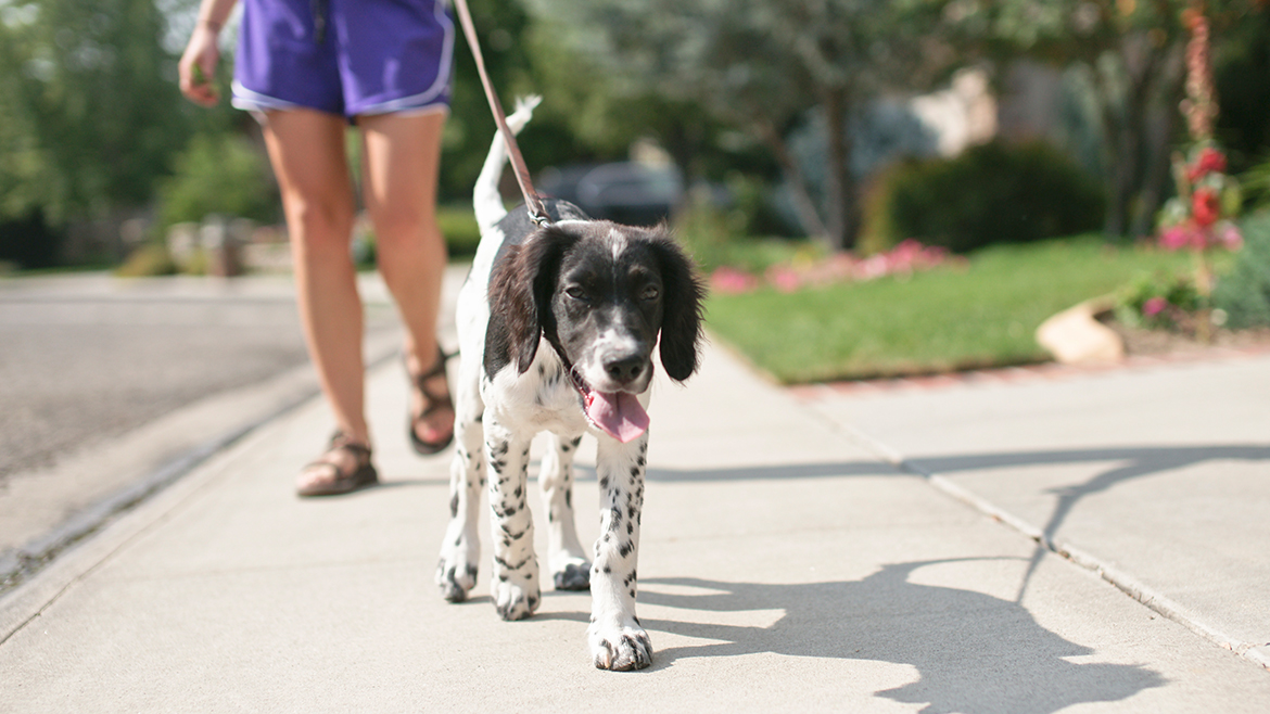 Să protejăm lăbuțele! - Sfaturi pentru plimbările cu câinele în timpul verii