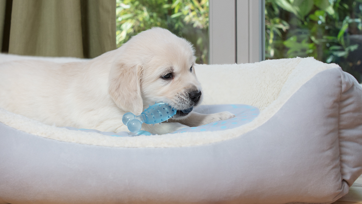 De ce roade cățelul orice găsește și ce putem face în acest sens?