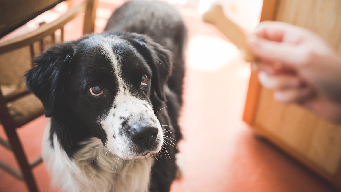 Gustări sănătoase pentru câini în noul an