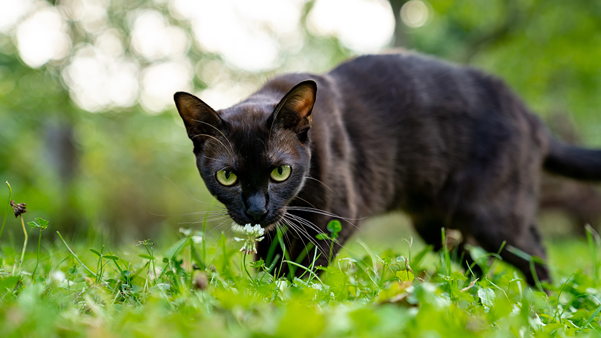 De ce mănâncă pisicile iarbă?