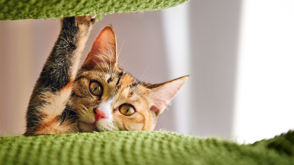 Cum să ții o pisică într-un apartament mic?