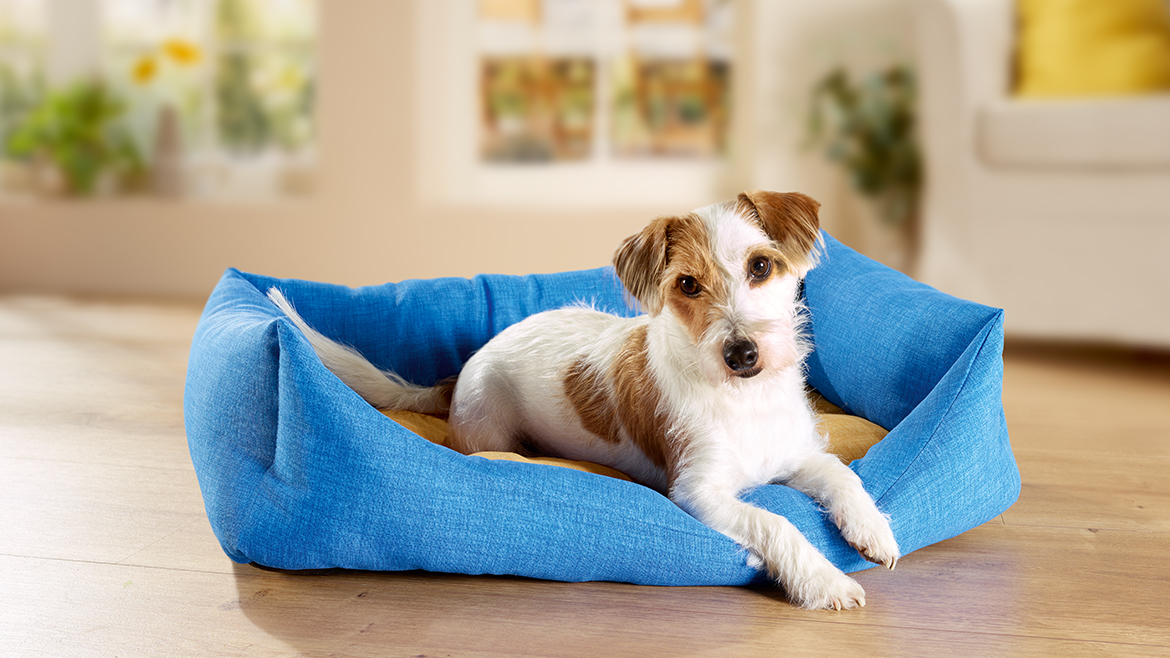 Intoleranța alimentară la câini