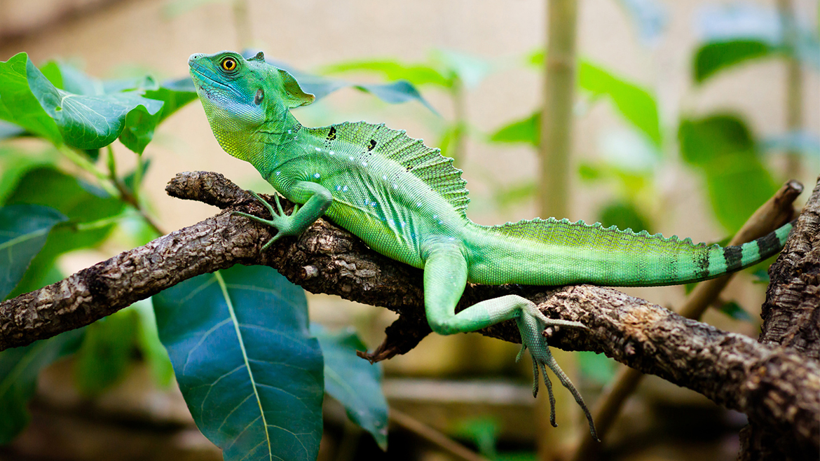 7+1 curiozități despre reptile