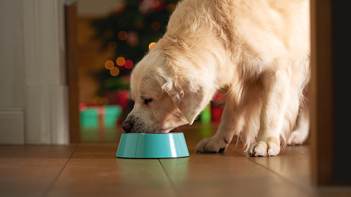 Bunătăți de Crăciun pentru căței