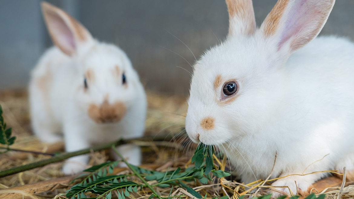 Cum să ne împrietenim iepurașii?