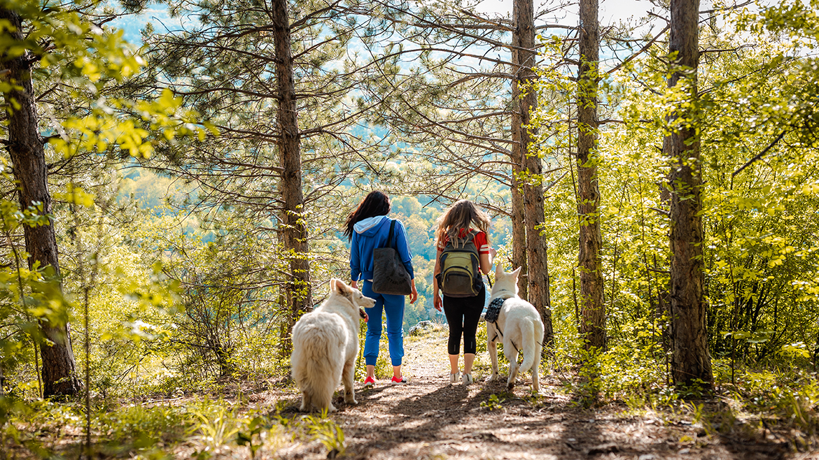 Cele mai bune locuri pentru drumețiile de toamnă cu câinele tău