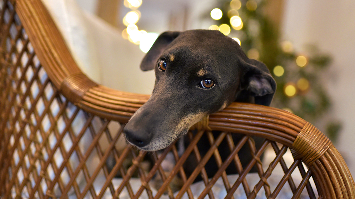 Activități de sărbători cu animăluțul nostru