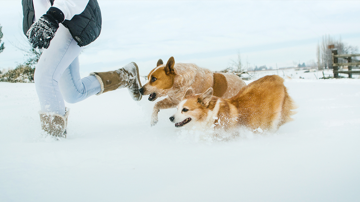 Cele mai bune activități de iarnă pentru câinele tău