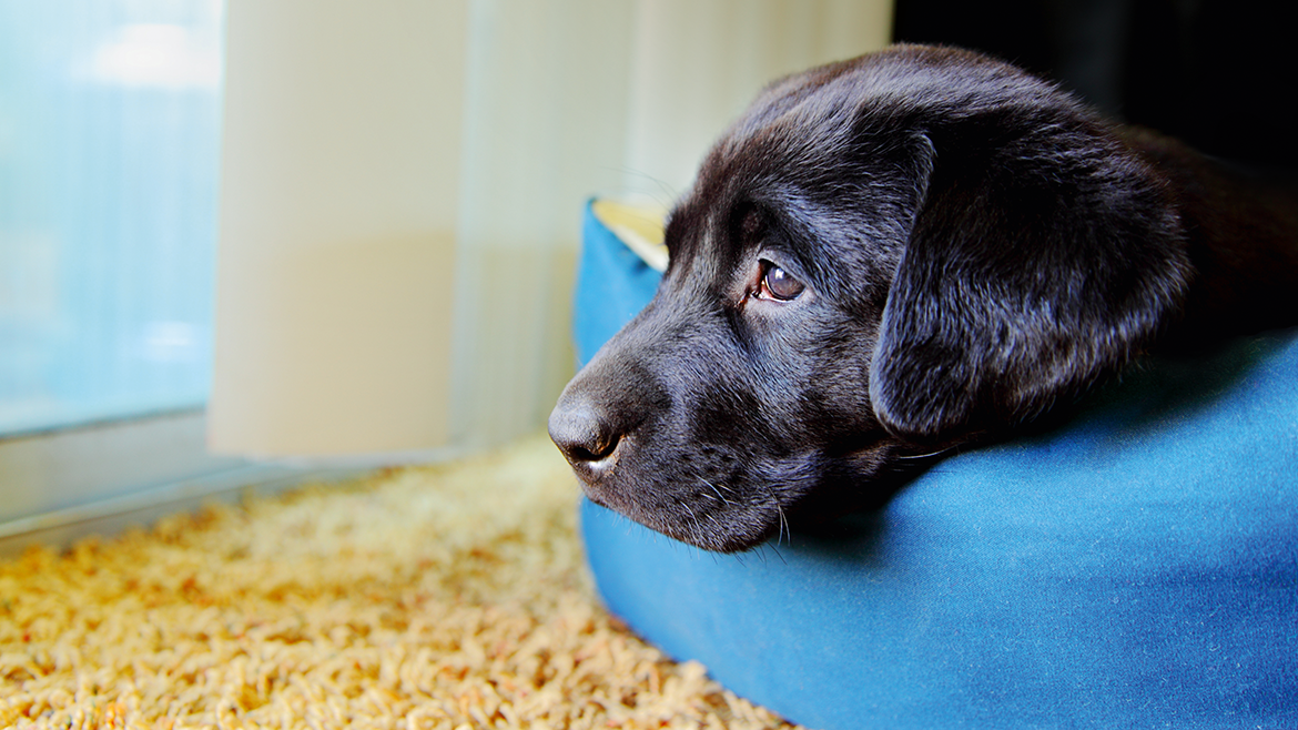 Cum învățăm un câine să rămână singur acasă?