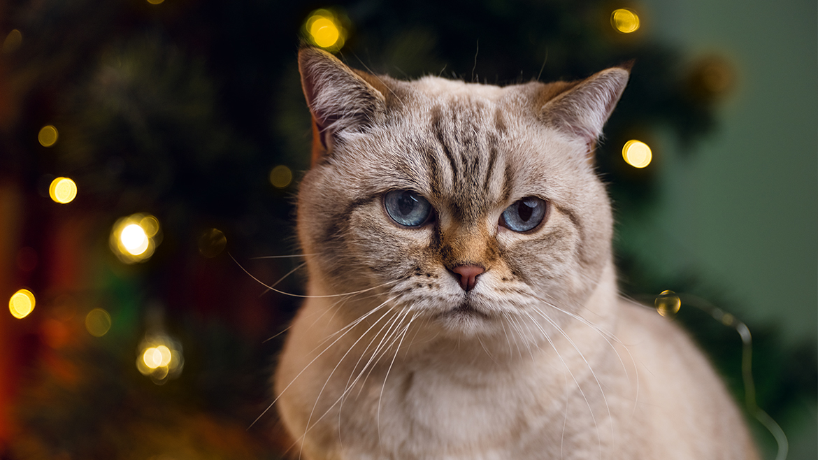 Decorațiuni de Crăciun „rezistente la pisici”!