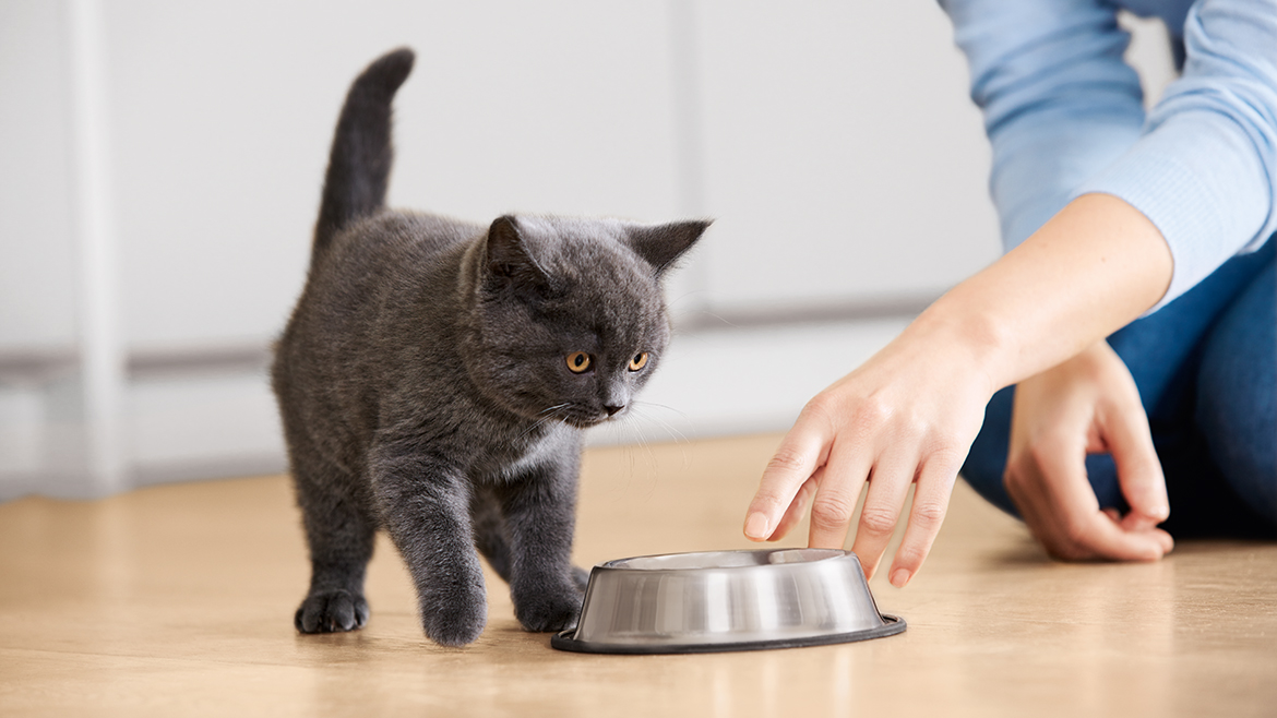 Cum să-ți hrănești pisicuța?