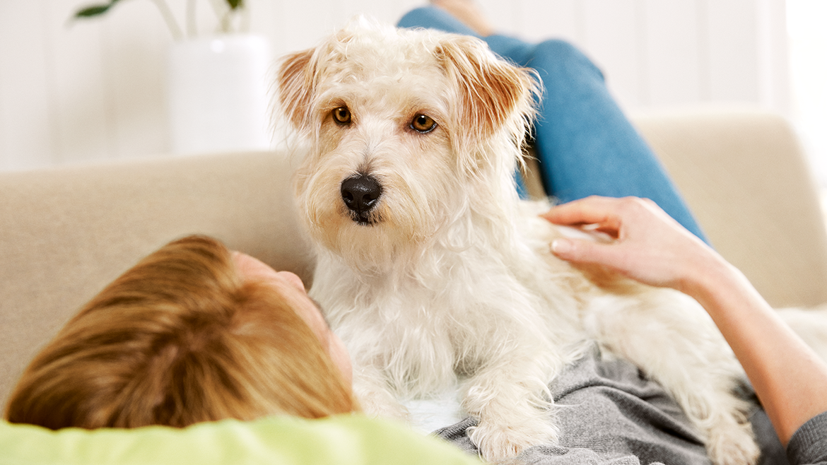 Îngrijirea corectă a unui câine senior