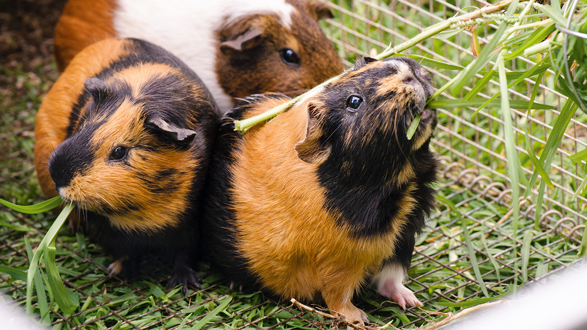 Rozătoare în grădină: la ce trebuie să fii atent când îți scoți micul prieten afară