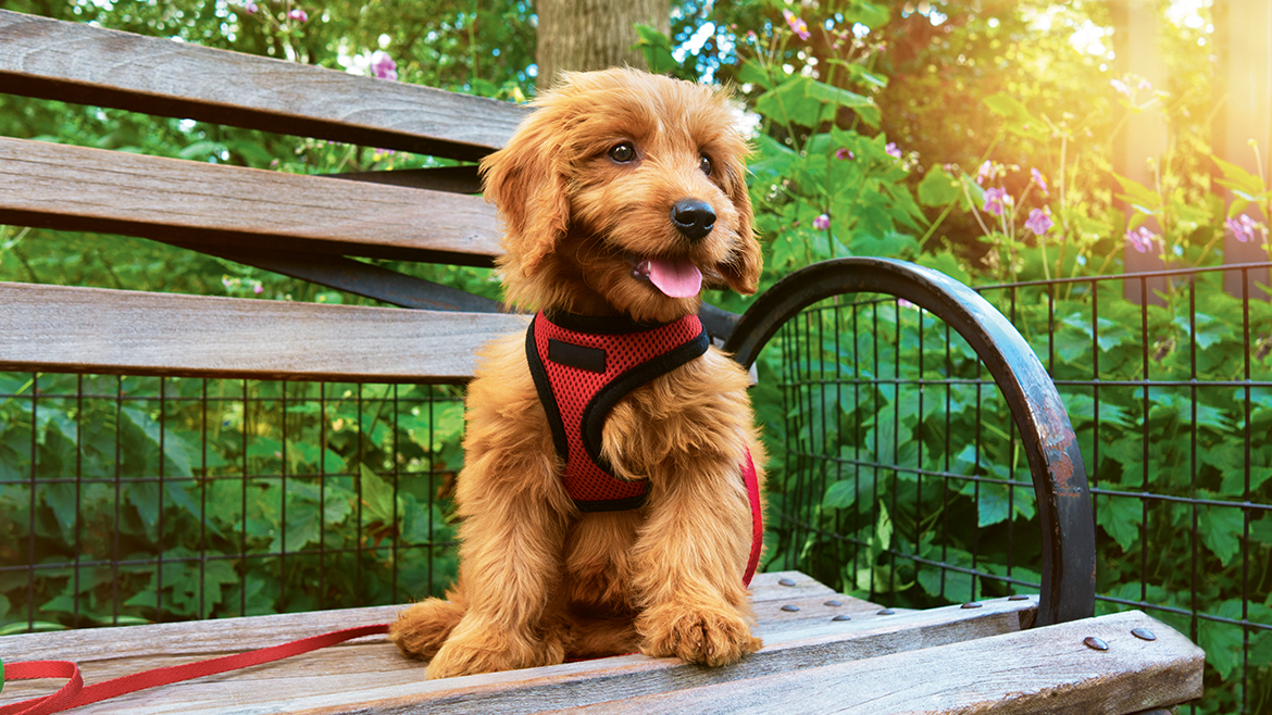 Transport public cu un câine