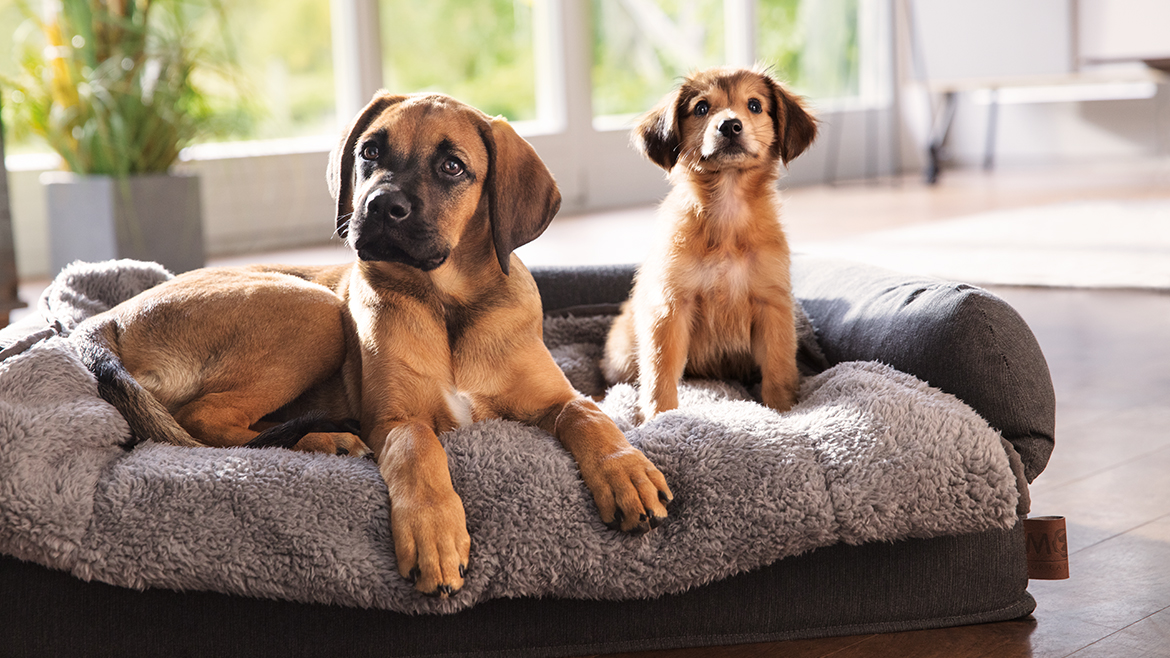 Cum îți socializezi câinele?