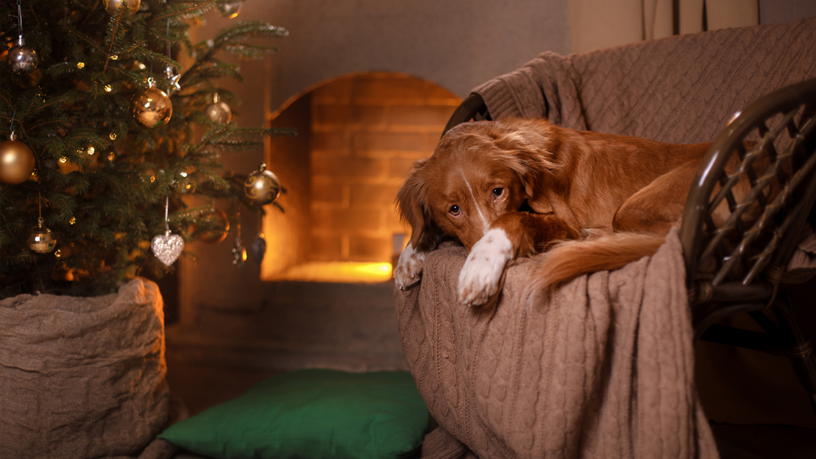 An nou fericit! Să transformăm Revelionul mai ușor pentru câinii noștri