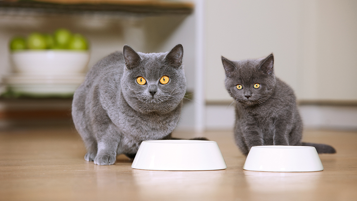 Cele mai bune suplimente nutritive pentru pisici