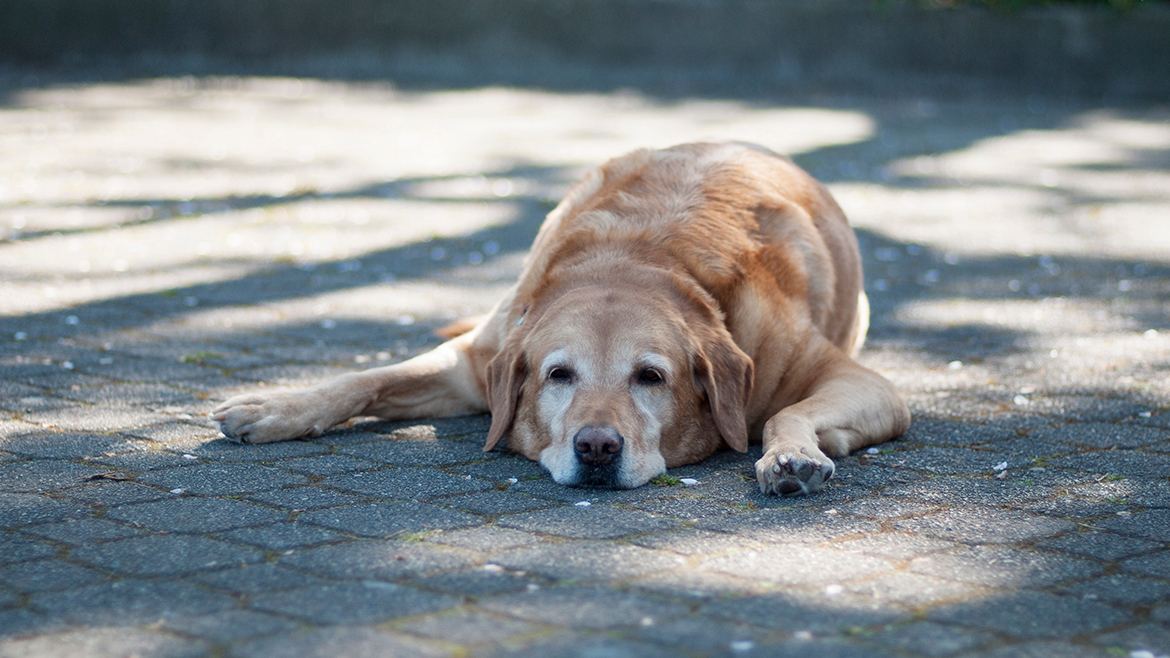 Semnele insolației la câini
