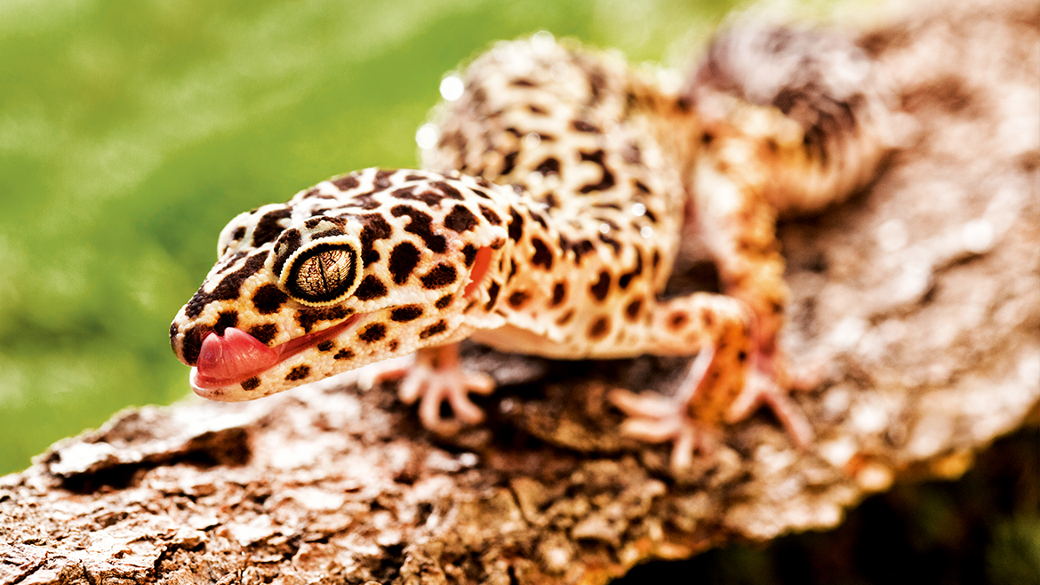 3+1 bunătăți pentru reptile